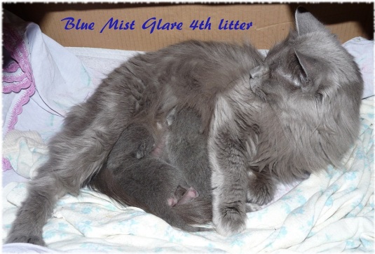 Nebelung kittens (russian blue)