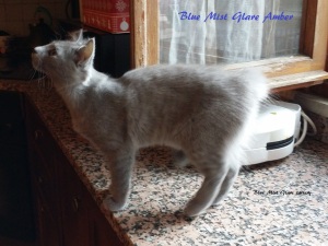 Amber nebelung Blue Mist Glare cattery Italy