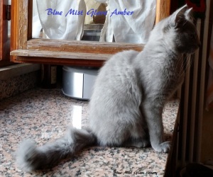 Amber nebelung Blue Mist Glare cattery Italy